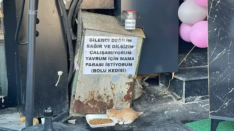 “Mama yardımı bekliyorum” İmza: Bolu Kedisi